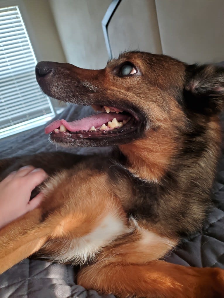 Lady, an European Village Dog and Alaskan Malamute mix tested with EmbarkVet.com