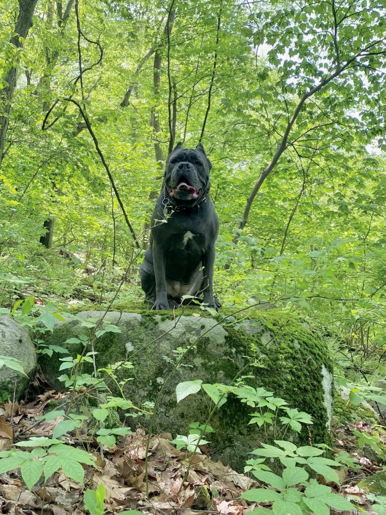 Nora, a Cane Corso tested with EmbarkVet.com