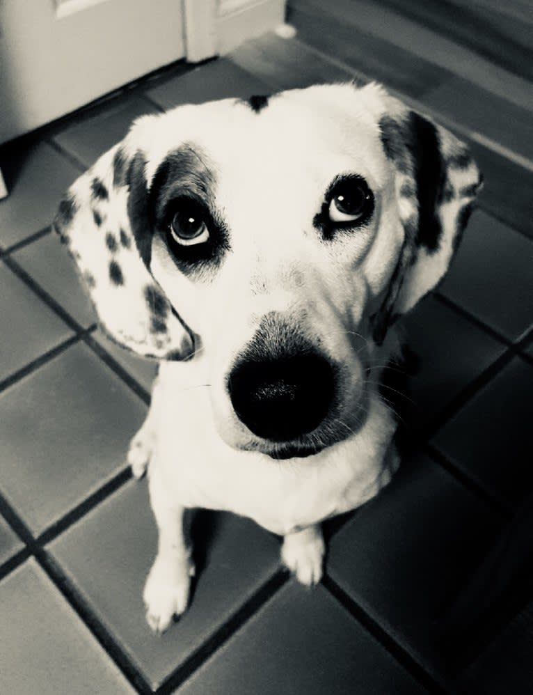 Leonard, a Beagle tested with EmbarkVet.com