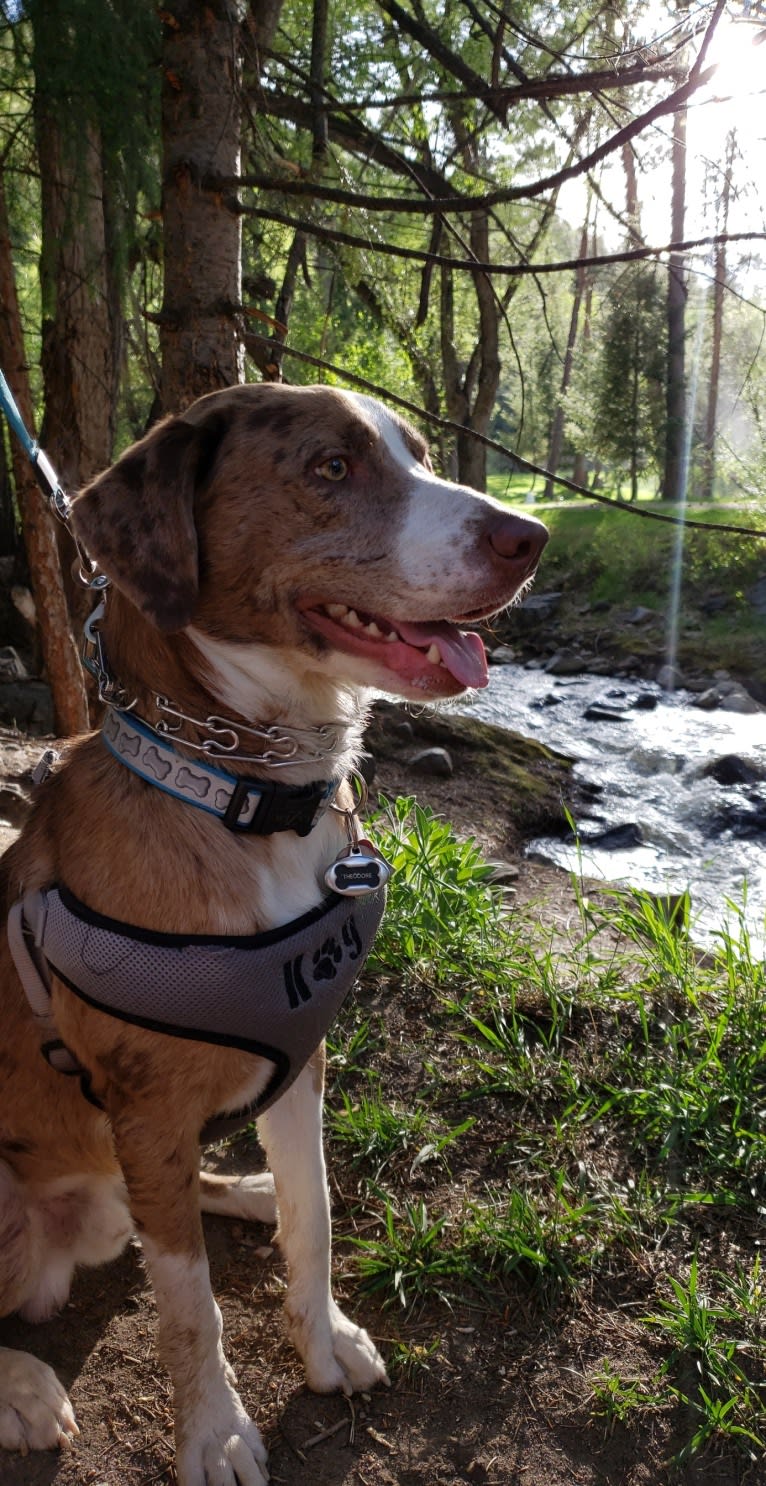 Theodore, a Labrador Retriever and Catahoula Leopard Dog mix tested with EmbarkVet.com