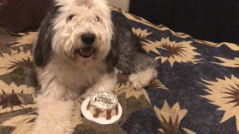 Winston, an Old English Sheepdog tested with EmbarkVet.com