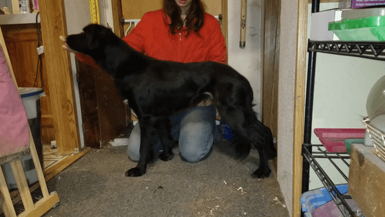 Sparrow, a Labrador Retriever and Border Collie mix tested with EmbarkVet.com