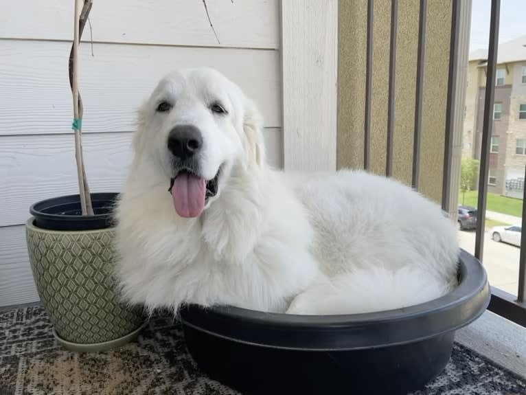 Looney “Chik’in Mini Bandit” Bear, a Great Pyrenees tested with EmbarkVet.com