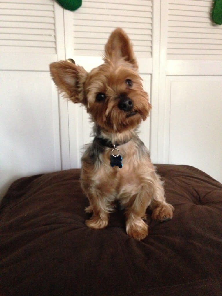 Wilson, a Yorkshire Terrier and Silky Terrier mix tested with EmbarkVet.com