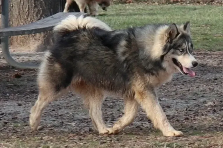 Iroh, a Siberian Husky tested with EmbarkVet.com