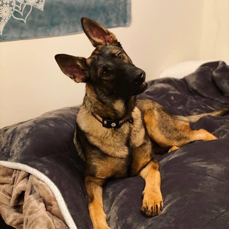 River, a German Shepherd Dog and Dutch Shepherd mix tested with EmbarkVet.com