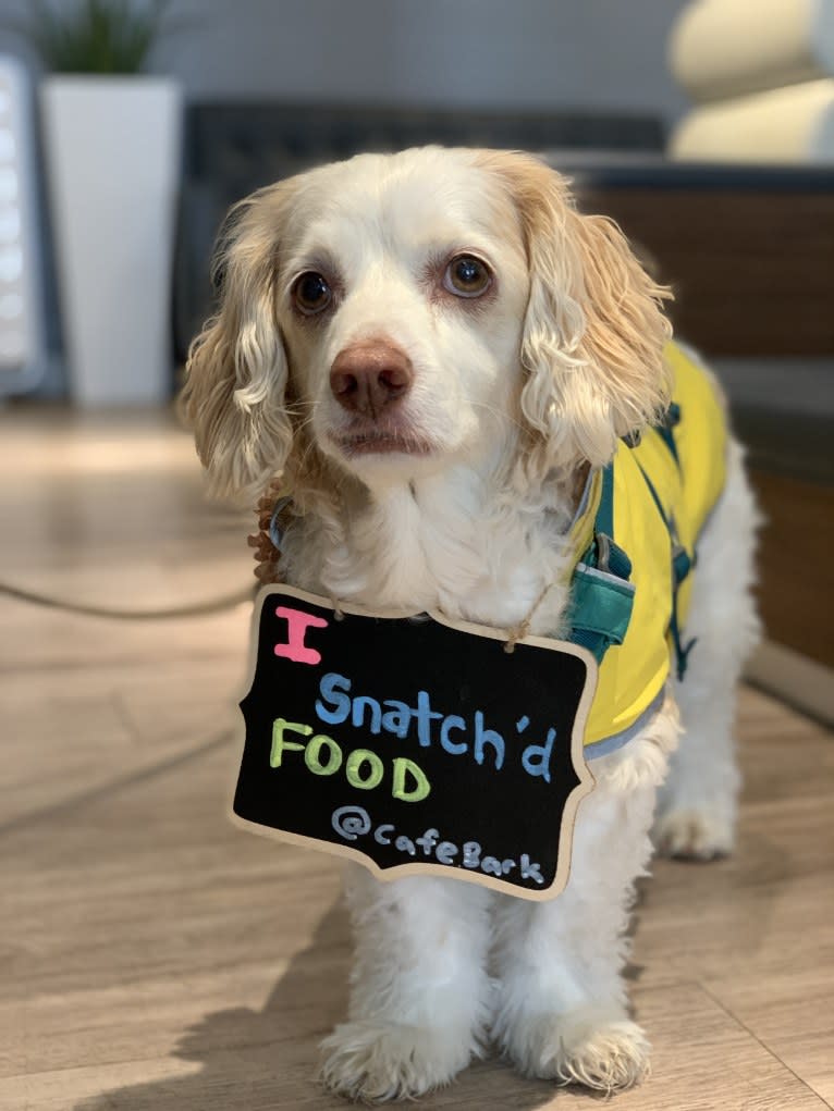 Emily, a Chihuahua and Cocker Spaniel mix tested with EmbarkVet.com