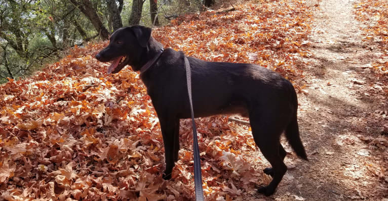 Cogsworth, a Formosan Mountain Dog tested with EmbarkVet.com