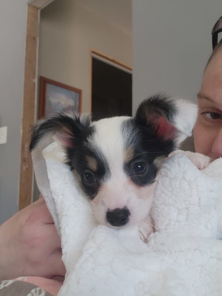 Shelby, a Papillon tested with EmbarkVet.com