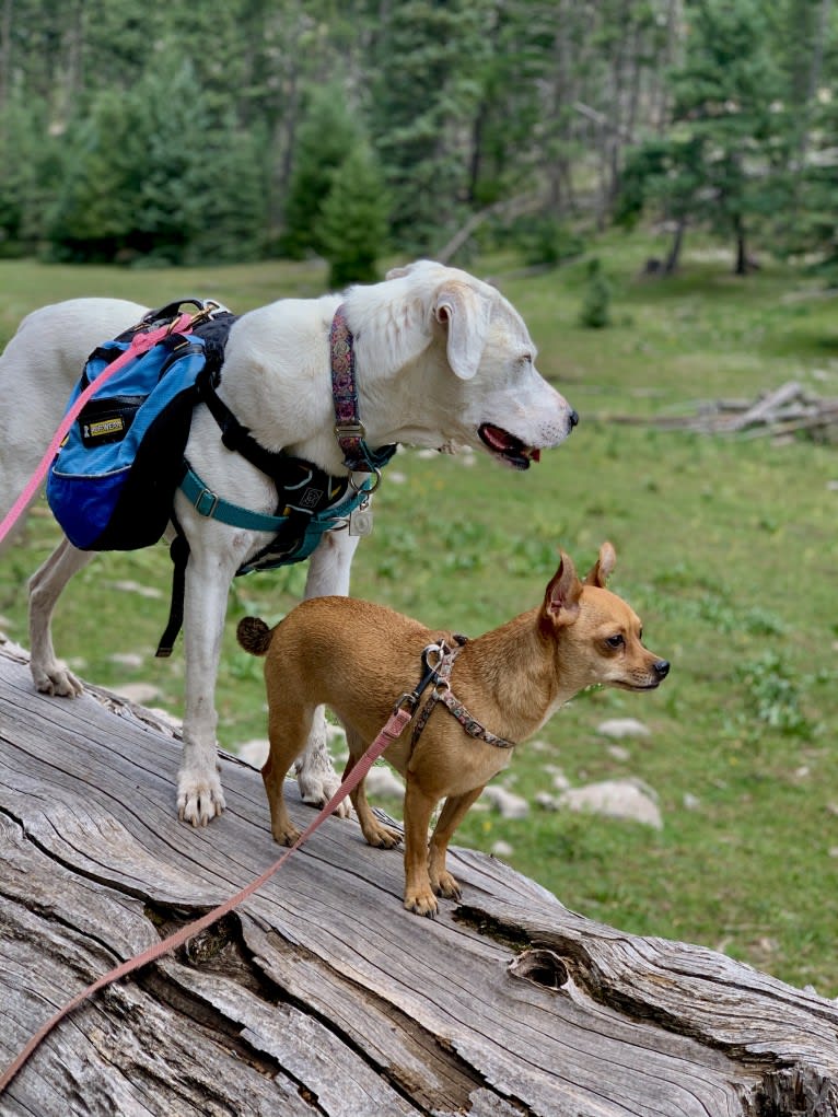 Figgy Smallz, a Miniature Pinscher and Chihuahua mix tested with EmbarkVet.com