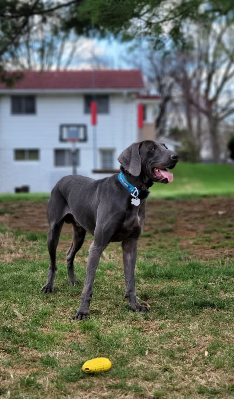 Dante Rey, a Weimaraner tested with EmbarkVet.com