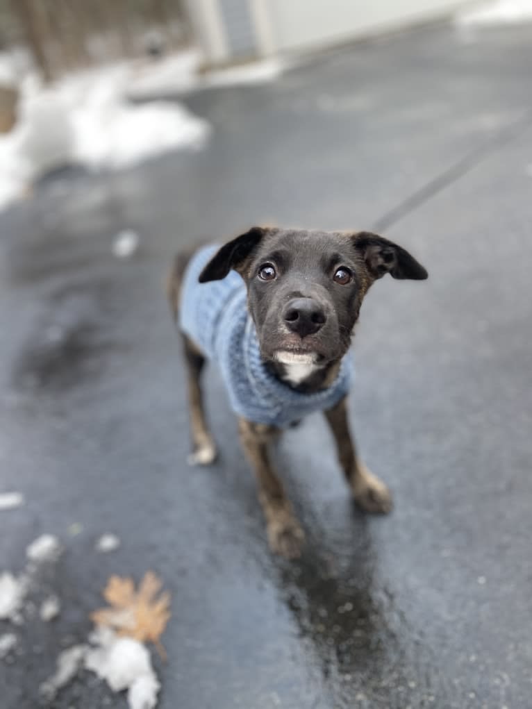 Moon, an American Village Dog and Rottweiler mix tested with EmbarkVet.com