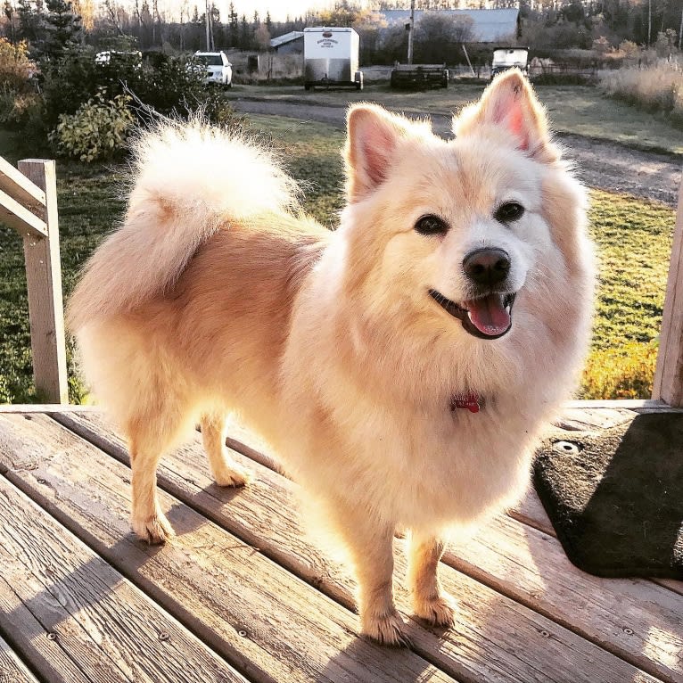 Vixen, a German Spitz tested with EmbarkVet.com