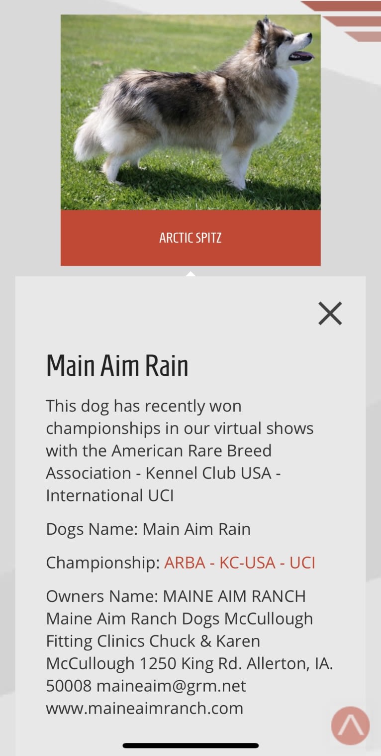 Rain, a Pomsky tested with EmbarkVet.com