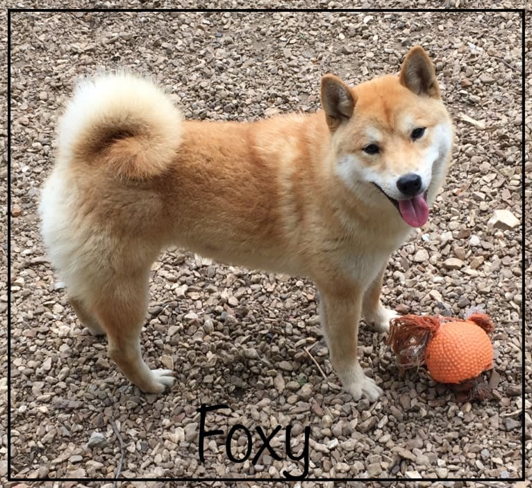 Foxy, a Shiba Inu tested with EmbarkVet.com