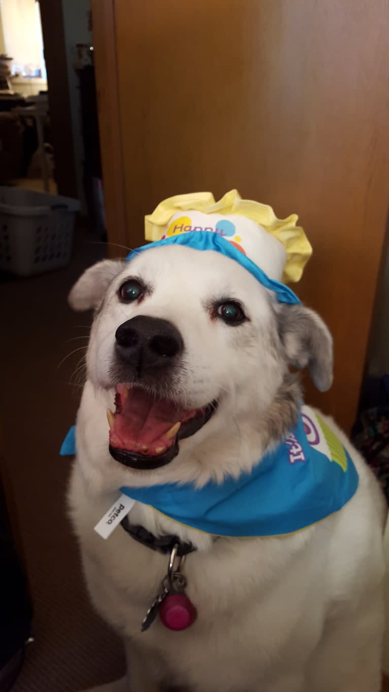 Buddy, an American Eskimo Dog and Norwegian Elkhound mix tested with EmbarkVet.com