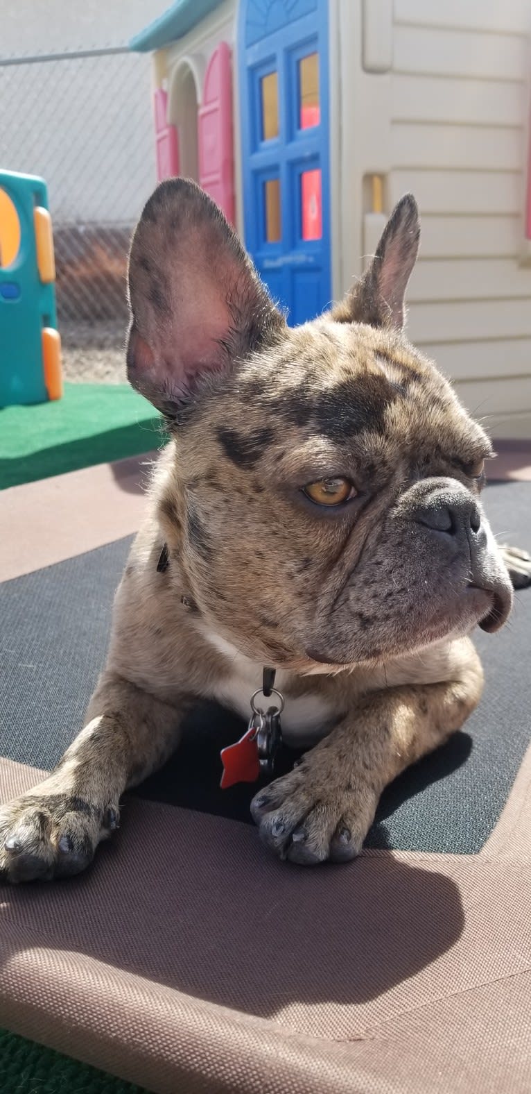 Opie, a French Bulldog tested with EmbarkVet.com