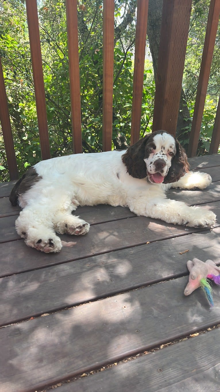 Stanley, a Cocker Spaniel tested with EmbarkVet.com