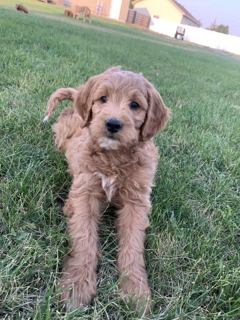 Black Collar, a Goldendoodle tested with EmbarkVet.com