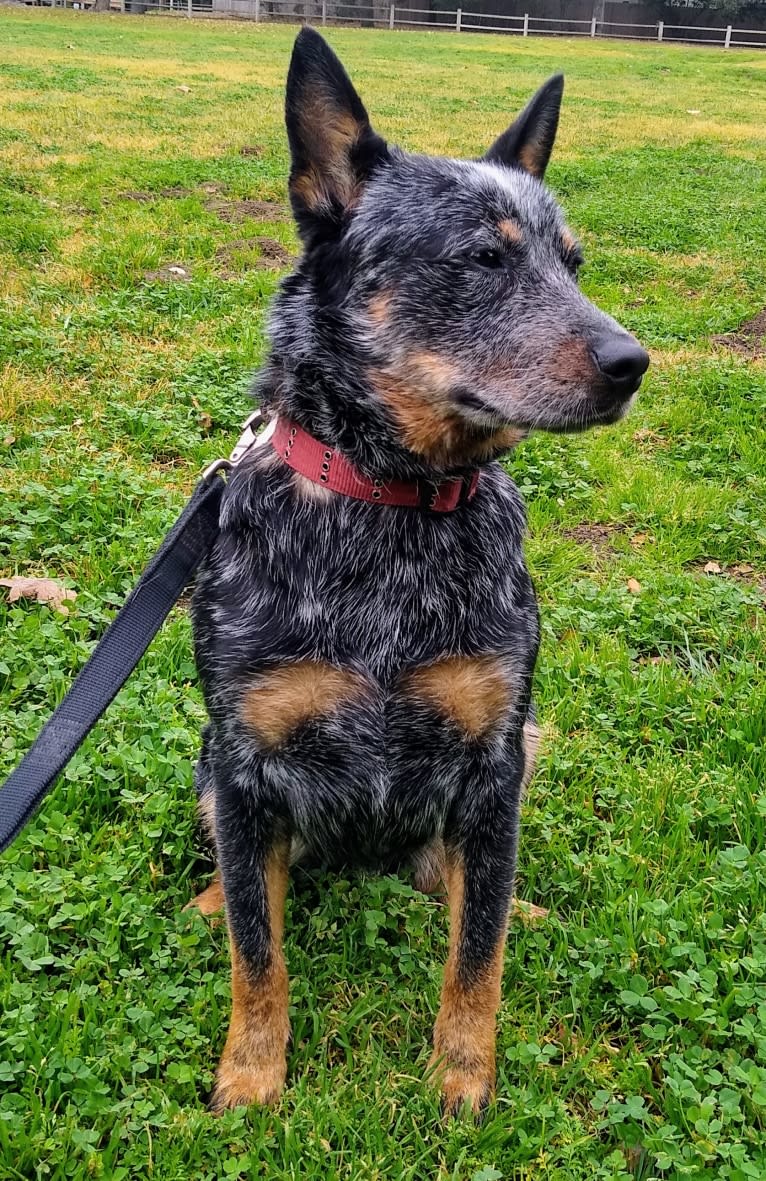 Buck (Little Monster, Little Bear), an Australian Cattle Dog tested with EmbarkVet.com