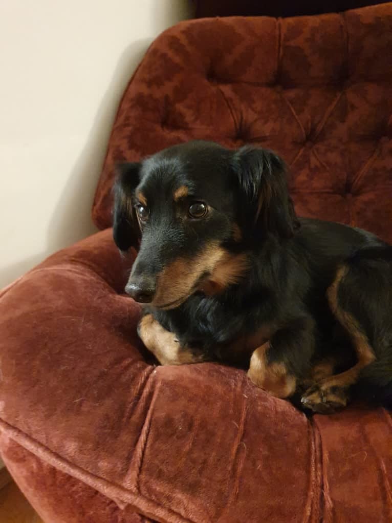 Franco, a Dachshund and Russell-type Terrier mix tested with EmbarkVet.com