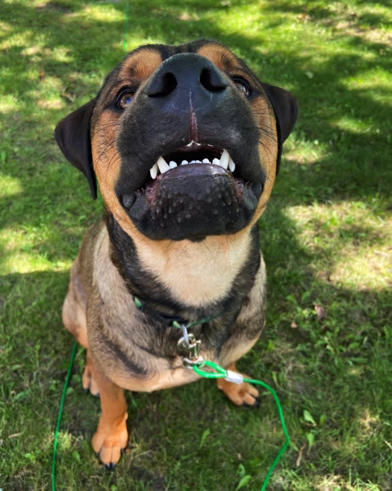 Lenny, a Rottweiler and American Pit Bull Terrier mix tested with EmbarkVet.com