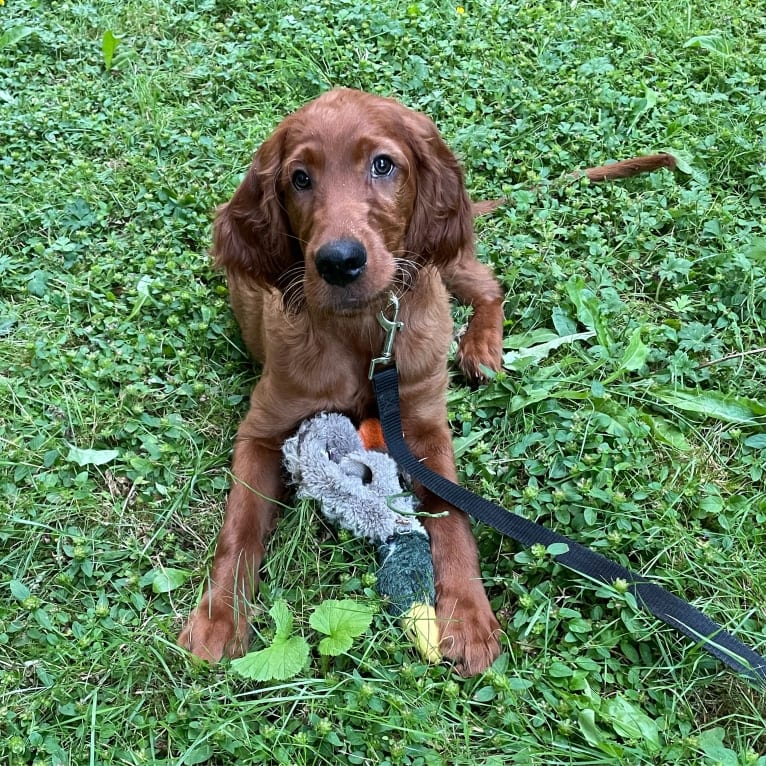 Riley Oisín, an Irish Setter tested with EmbarkVet.com