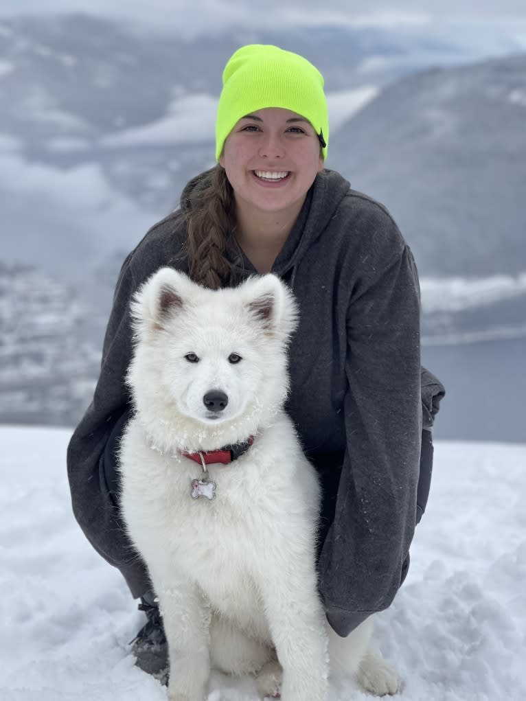 Sammi, a Samoyed and German Shepherd Dog mix tested with EmbarkVet.com