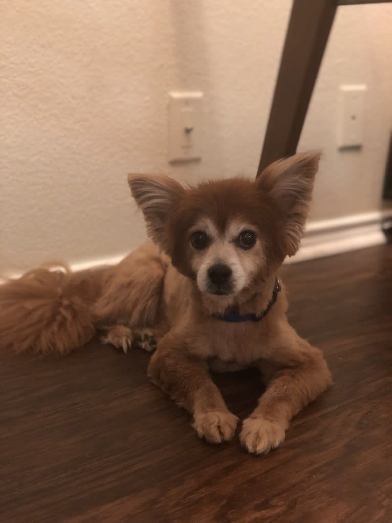 Hank, a Pomeranian and Chihuahua mix tested with EmbarkVet.com