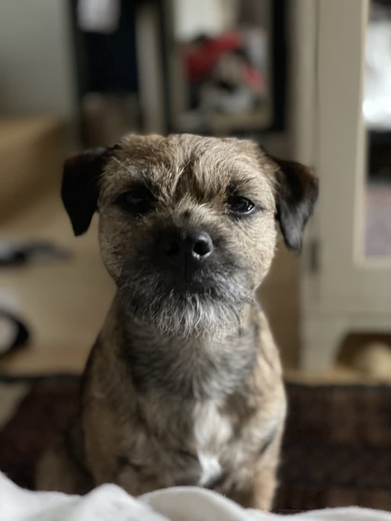 Bruce, a Border Terrier tested with EmbarkVet.com