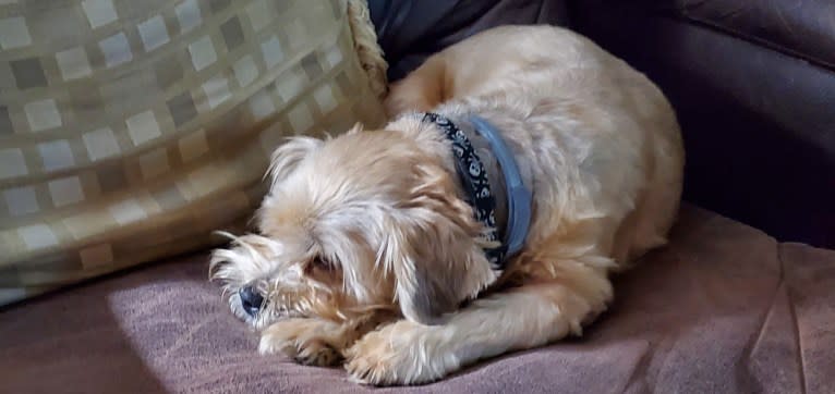 Roscoe, a Rat Terrier and Lhasa Apso mix tested with EmbarkVet.com