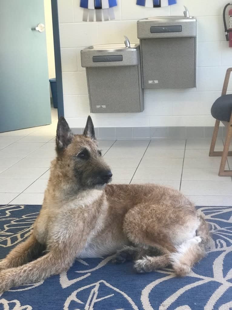 Mike, a Belgian Shepherd tested with EmbarkVet.com