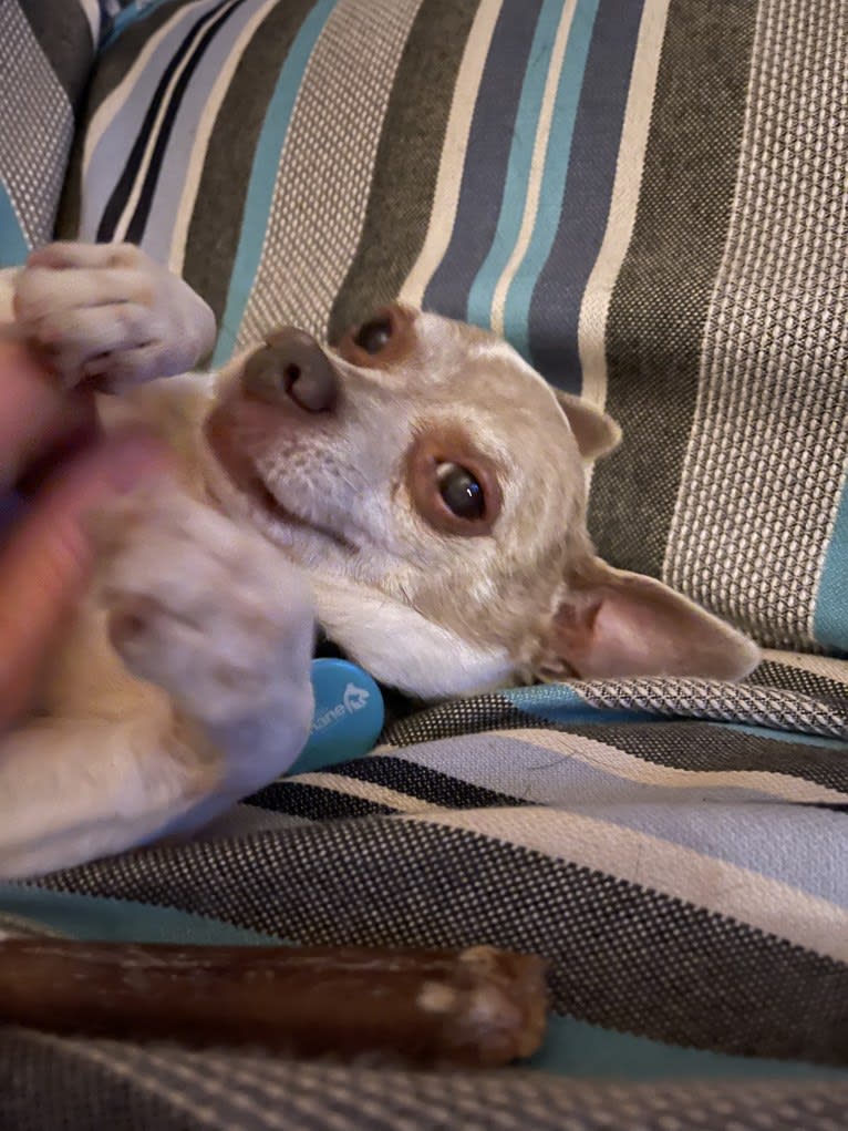 Moggie (Mogwai), a Chihuahua tested with EmbarkVet.com