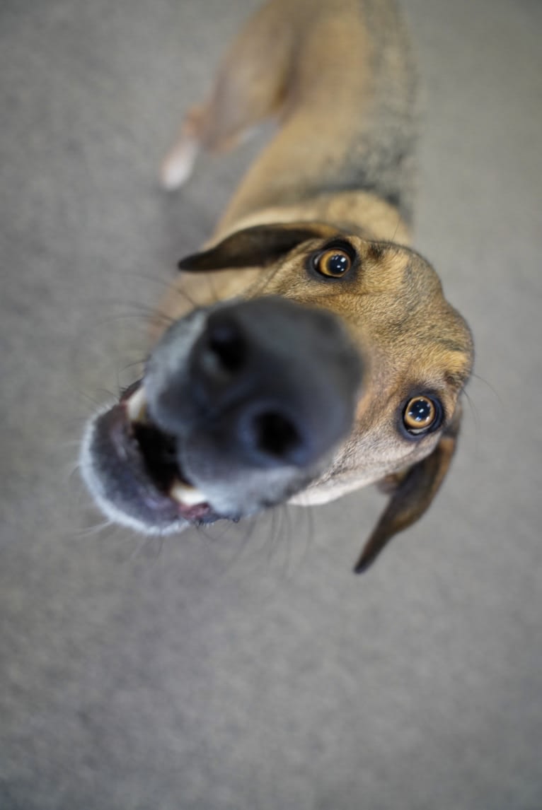 Moshe-Moo, a German Shepherd Dog and Beagle mix tested with EmbarkVet.com