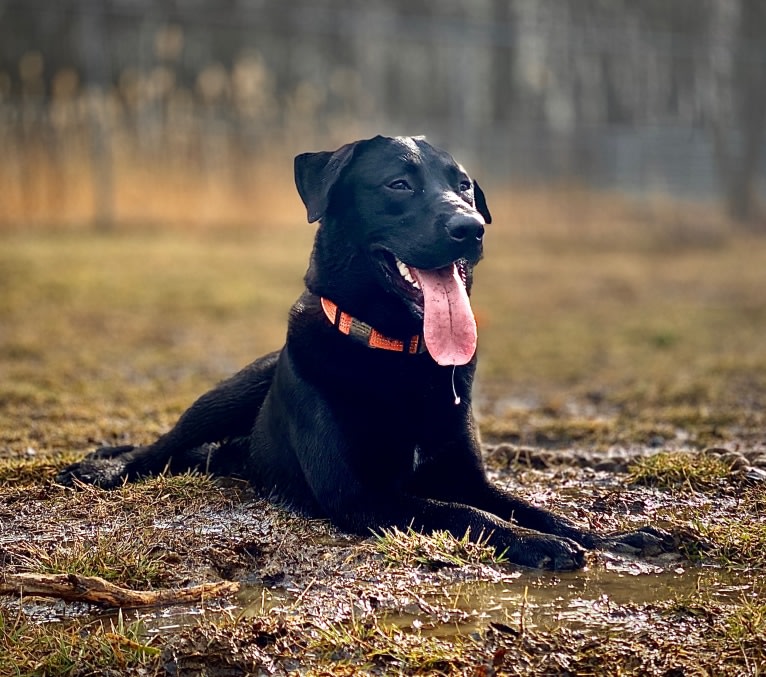 Jasper, a Labrador Retriever and Siberian Husky mix tested with EmbarkVet.com