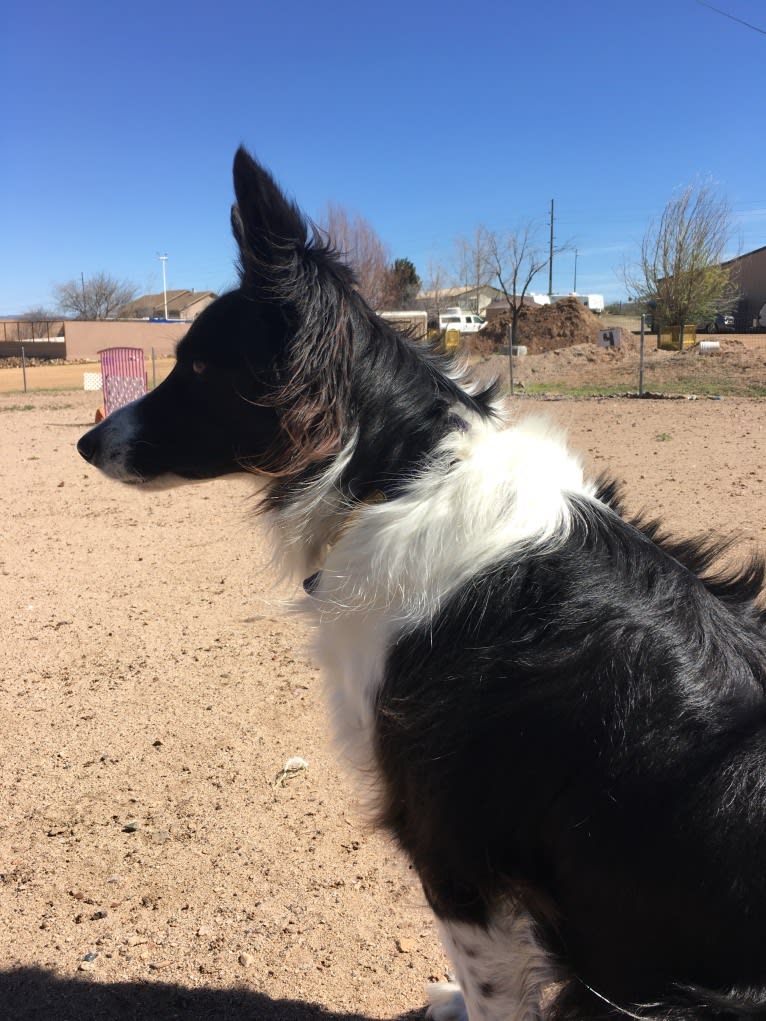 Riley, a Border Collie and German Shepherd Dog mix tested with EmbarkVet.com