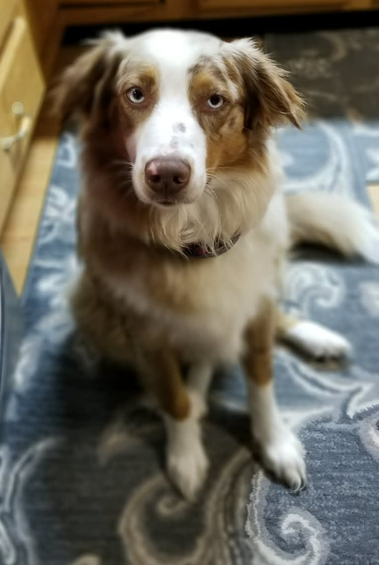 Josie, an Australian Shepherd tested with EmbarkVet.com