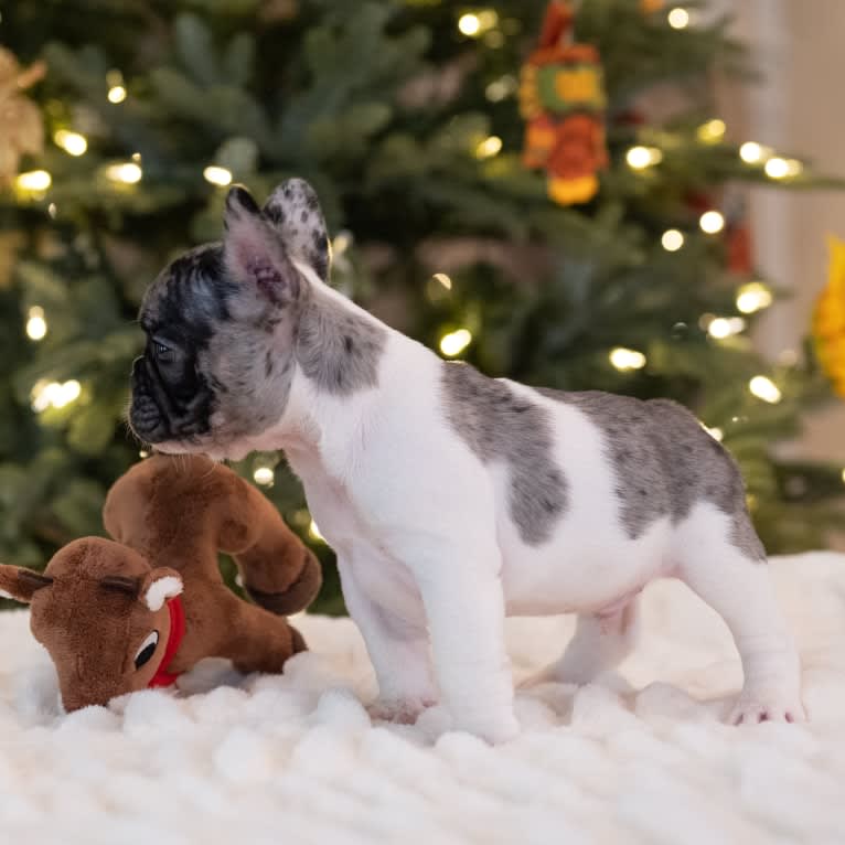 Macho, a French Bulldog tested with EmbarkVet.com