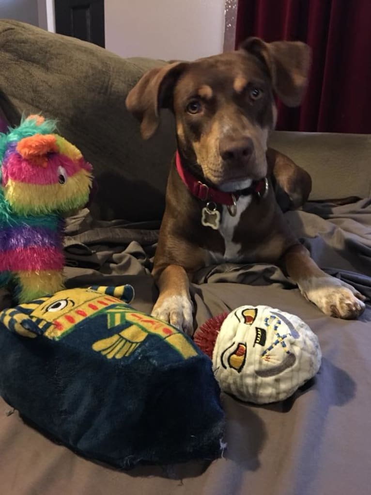 Beach's Dorie Jade, a Catahoula Leopard Dog tested with EmbarkVet.com