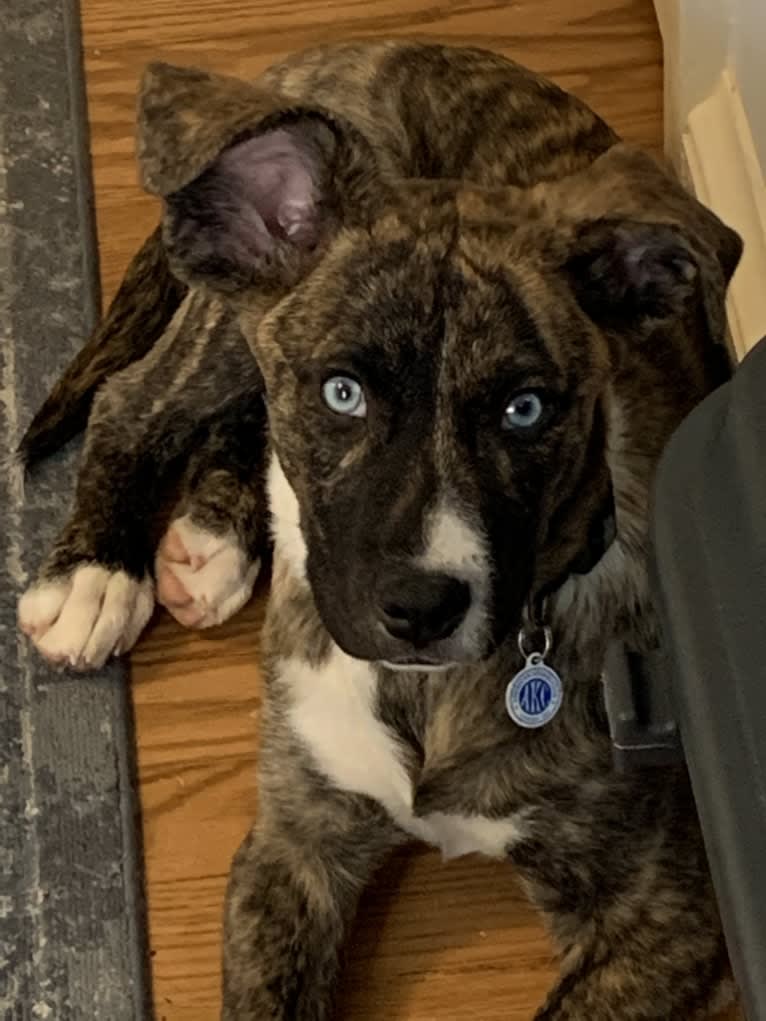 Skylar Kennedy Waesche, an American Pit Bull Terrier and Siberian Husky mix tested with EmbarkVet.com