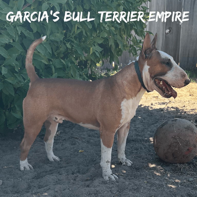 Julius Caesar, a Bull Terrier tested with EmbarkVet.com