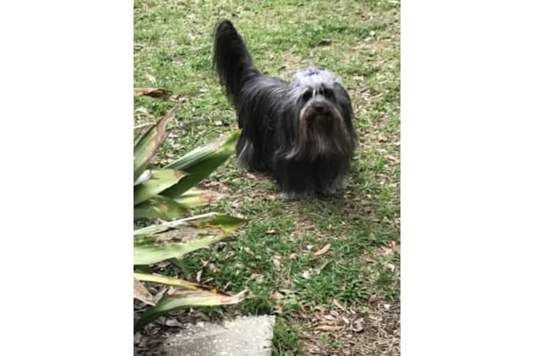 Gus, a Shih Tzu and Lhasa Apso mix tested with EmbarkVet.com