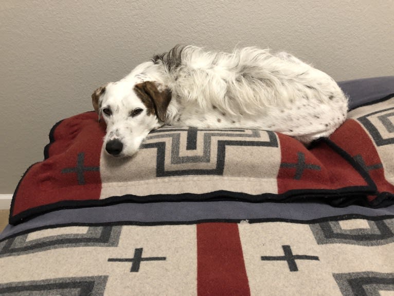 Sherlock, an Australian Cattle Dog and Poodle (Standard) mix tested with EmbarkVet.com