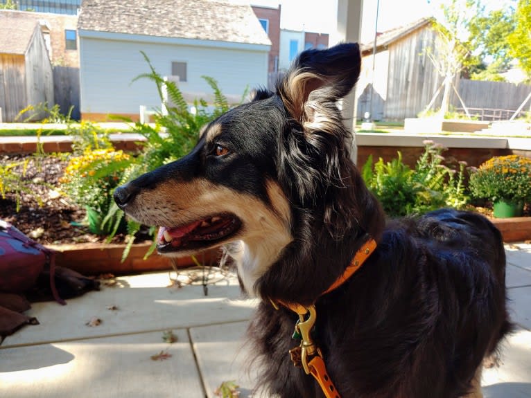 Maple, an English Shepherd tested with EmbarkVet.com