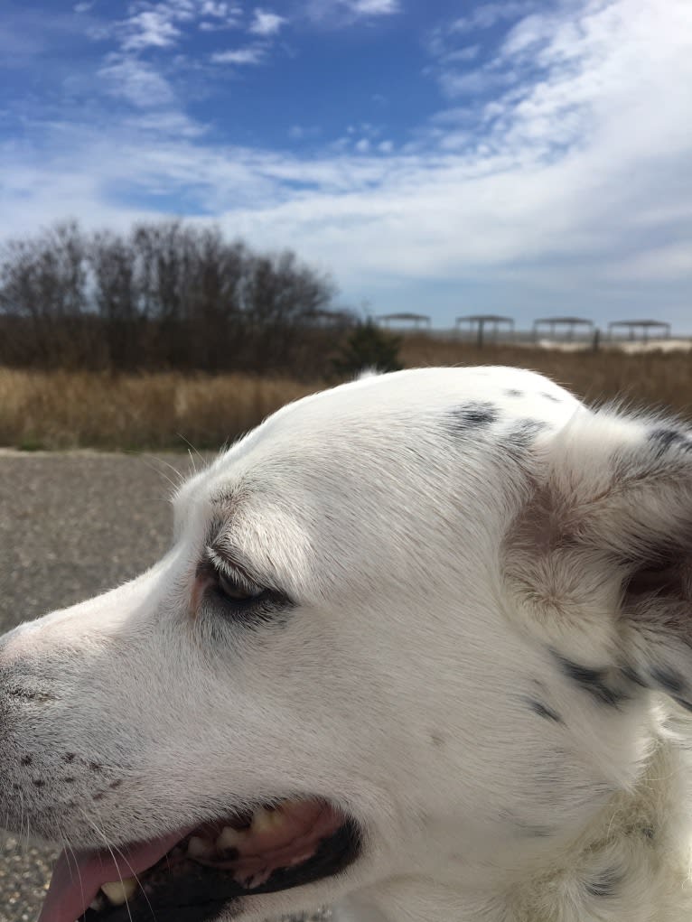 Louis, an American Pit Bull Terrier and Cocker Spaniel mix tested with EmbarkVet.com