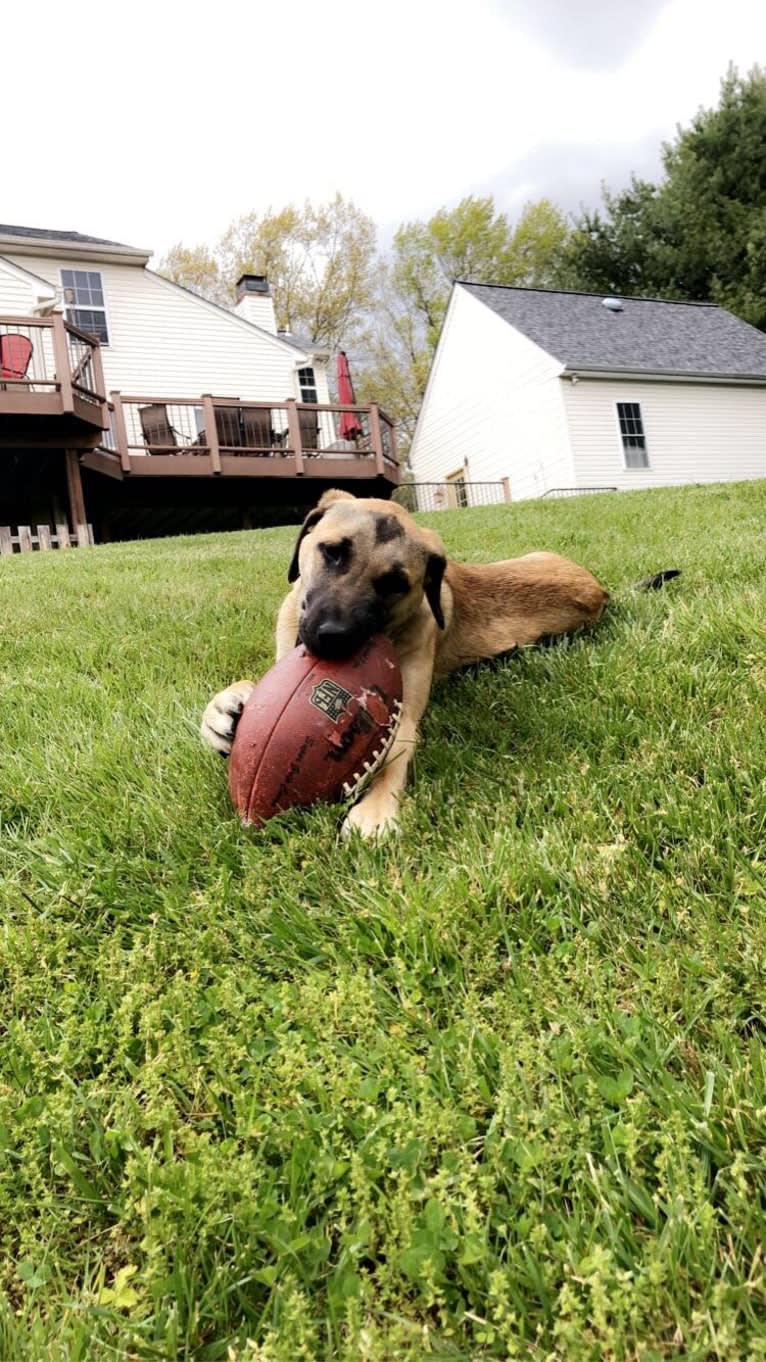 Tazz, an Anatolian Shepherd Dog and Labrador Retriever mix tested with EmbarkVet.com