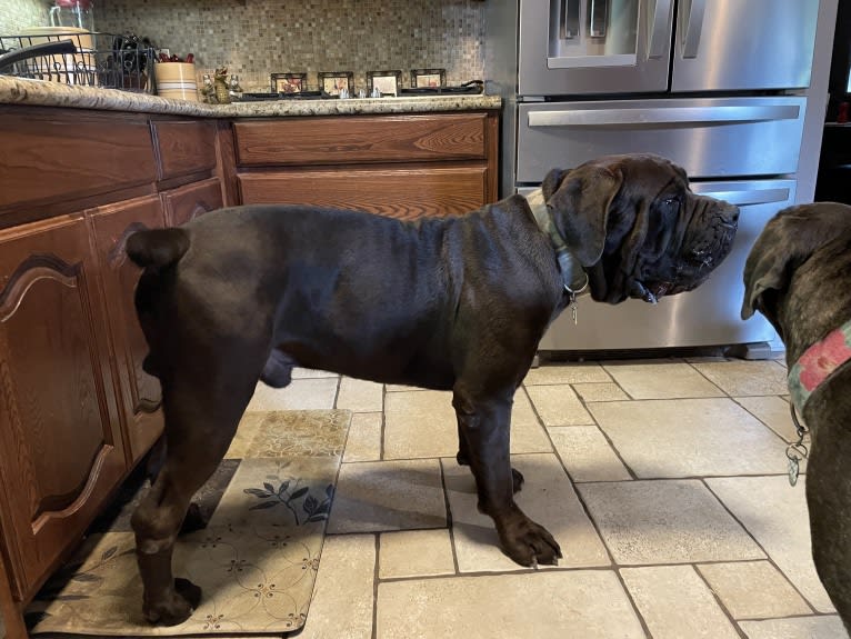 Cade, a Cane Corso tested with EmbarkVet.com