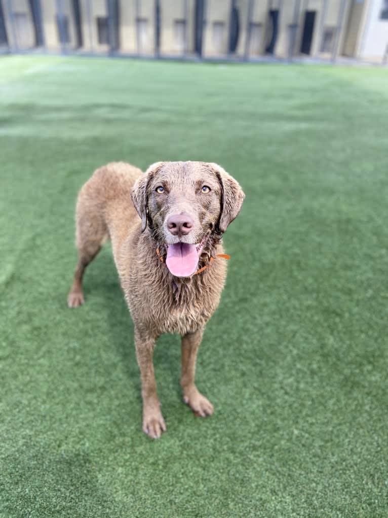 Lucy Tucker, a Chesapeake Bay Retriever tested with EmbarkVet.com