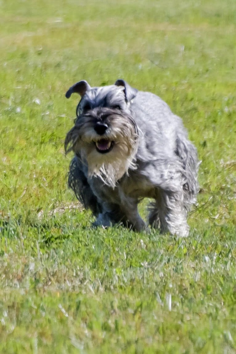 Annie, a Standard Schnauzer tested with EmbarkVet.com