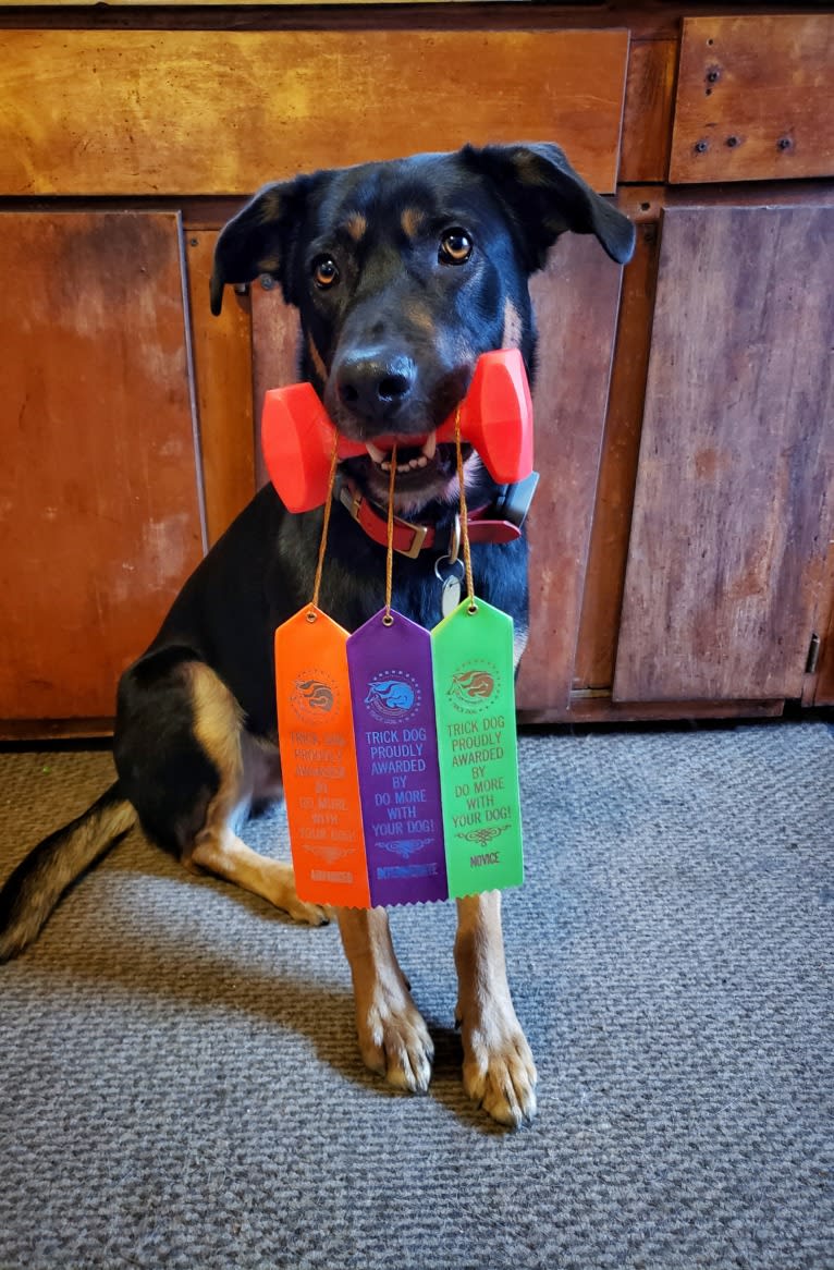 Loki • Sylvalo's Mischief Managed, a German Shepherd Dog and Rottweiler mix tested with EmbarkVet.com